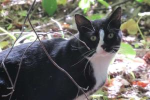 Feral Cat Day