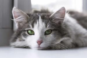 Global Cat Day