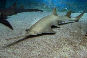 Sawfish Day