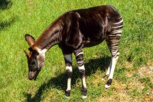 Okapi Day