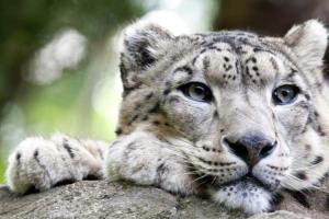Snow Leopard Day
