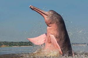 Freshwater Dolphin Day