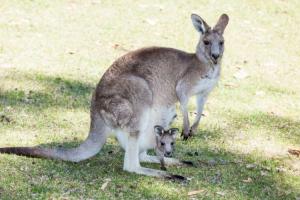 Kangaroo Awareness Day