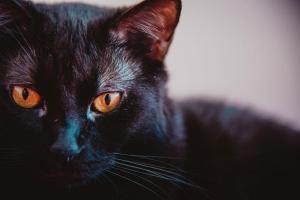 Black Cat Day