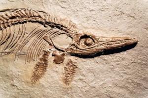 Fossil Day