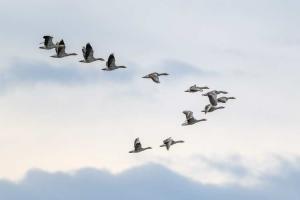 World Migratory Bird Day