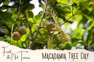 Macadamia Nut Tree Day