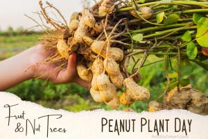 Peanut Plant Day