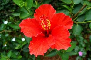 Hibiscus Day