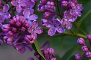 Lilac Sunday