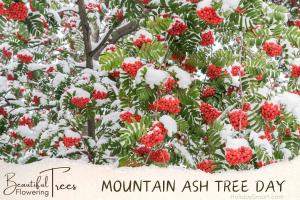 Mountain ash (Sorbus americana) tree day