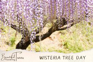 Wisteria Tree Day