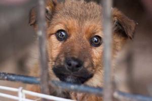 Adopt a Shelter Pet Day