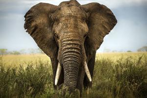 elephant