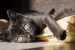 black cat appreciation day
