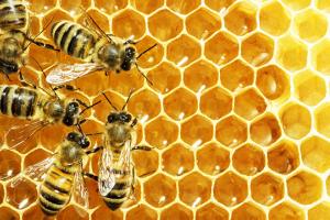 World Honey Bee Day