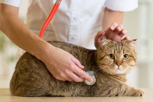 cat at the vet