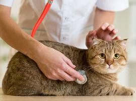 cat at the vet