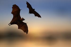 Bat Night