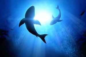 Shark Awareness Day