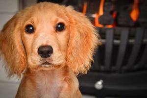 pet fire safety day