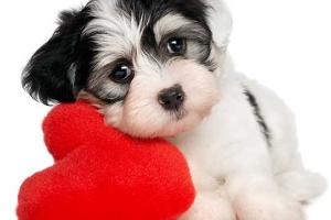 No Pet Store Puppies Day