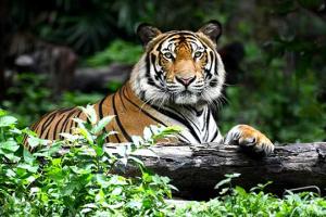 International Tiger Day
