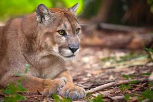 Endangered Species Day