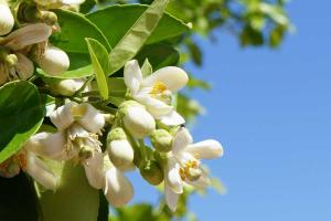 Orange Blossom Day
