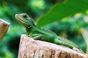 World Lizard Day