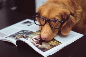 Pet Owners Independence Day