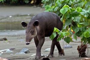 World Tapir Day