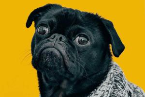 Ugliest Dog Day